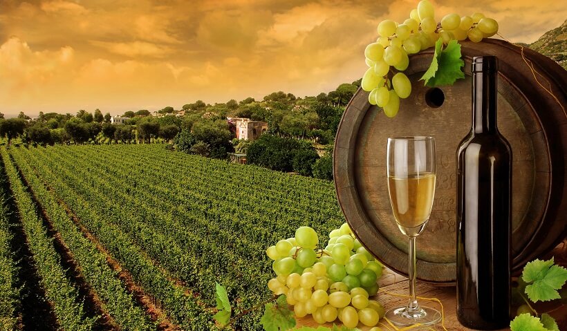 Garrafa de vinho e de fundo plantação de uvas Garrafa de vinho e de fundo plantação de uvas