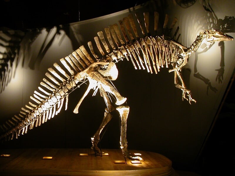 Esqueleto de dinossauro exposto no Museu de História Nacional de Veneza Esqueleto de dinossauro exposto no Museu de História Nacional de Veneza