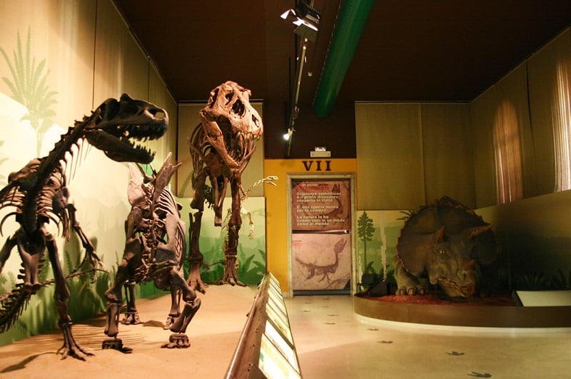 Esqueletos de dinossauros expostos no museu Esqueletos de dinossauros expostos no museu