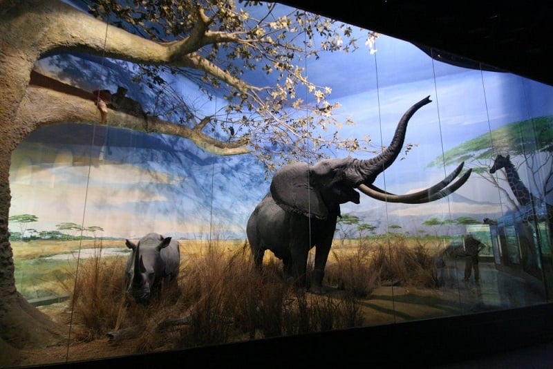 Painel no interior do Museu Cívico de História Natural Painel no interior do Museu Cívico de História Natural