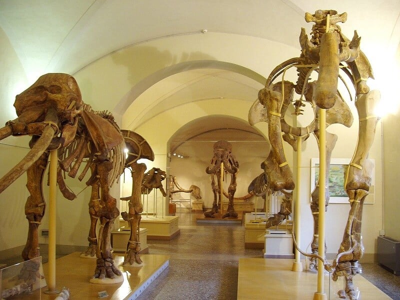 Museu de História Natural de Florença Museu de História Natural de Florença